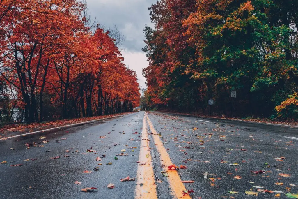 Country road lined with trees in autumn colours